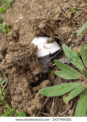 Amazing pictures of mushroom underground 