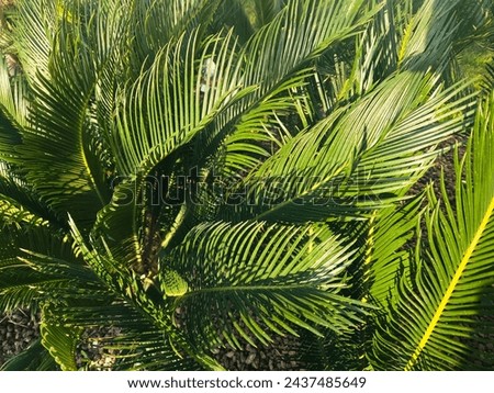 Green concept with close up garden plants and bright sunlight