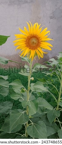 A beautiful closeup picture of a sunflower 
