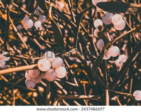 A mistletoe berry in spring