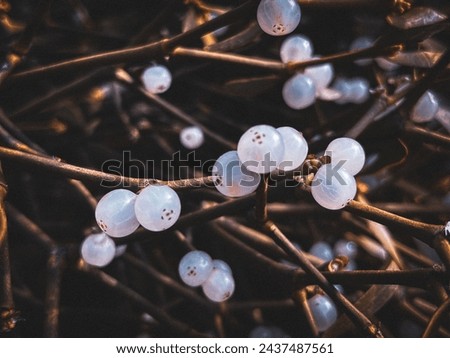 A mistletoe berry wallpaper white