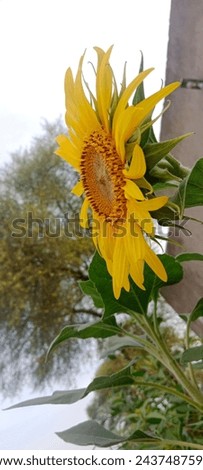 A beautiful side picture of a sunflower 