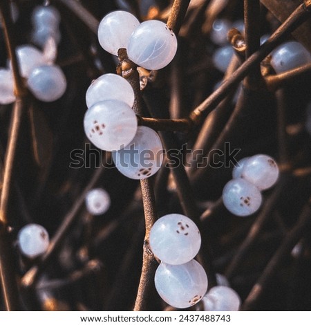 A white berry of mistletoe 