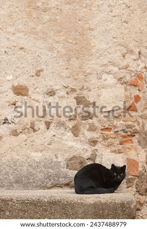 Black cat with green eyes over a stone wall. Adorable