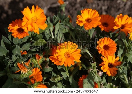A cluster of vivid orange calendula flowers basks in the natural daylight, showcasing their beauty