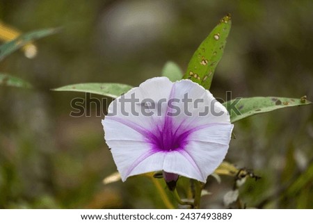Water Morning Glory (Ipomoea aquatica) flower. Beautiful white flower with purple center. It is locally known as Kolmi Ful in Bangladesh.  Royalty-Free Stock Photo #2437493889