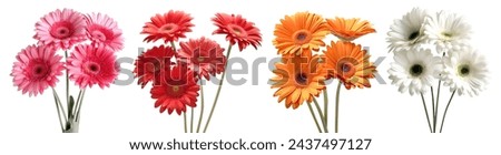 Collection set bunch of hot pink red maroon orange white stalk of Gerber Gerbera Daisy daisies flower floral top view on white background cutout file. Mockup template artwork graphic design