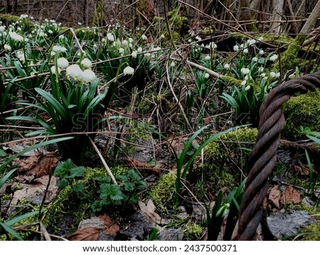 Metal cable in the foreground against the background of a glade of beautiful spring snowdrops. Forest flowers covered the entire area of the forest in the spring. The impact of industry on nature. Pol Royalty-Free Stock Photo #2437500371
