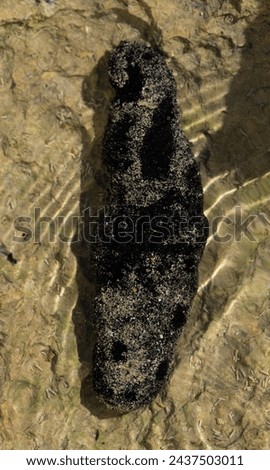 Holothuria edulis, commonly known as the edible sea cucumber or the pink and black sea cucumber, is a species echinoderm in the family Holothuriidae.The fauna of the Red Sea. Royalty-Free Stock Photo #2437503011