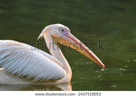 Rosy Pelican swimming in the water Royalty-Free Stock Photo #2437510053
