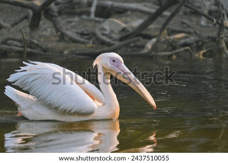 Rosy Pelican swimming in the water Royalty-Free Stock Photo #2437510055