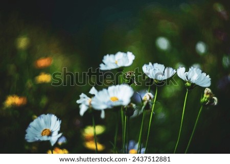 The garden has many types of Sulfur cosmos.The beautiful of Sulfur Cosmos or Yellow Cosmos and green leaf is background,
