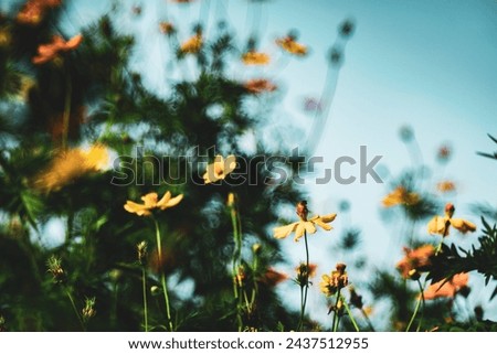 Sulfur cosmos Beautiful Delicate, 
View of honey bee and Sulfur cosmos on blurred green leaf background under sunlight with copy space using as background natural flora insect, 