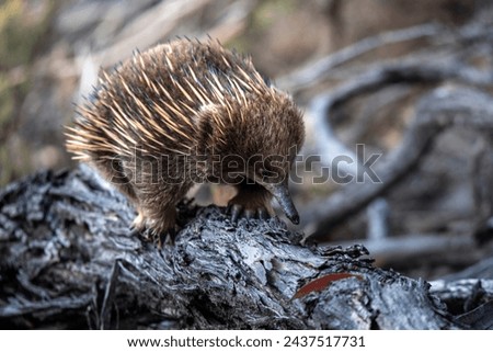 An echidna was found looking for food in the Platypus Bay at Lake St. Clair.