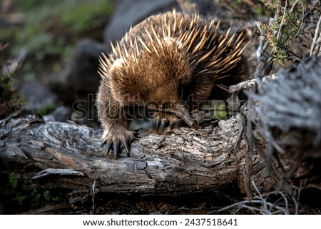 An echidna was found looking for food in the Platypus Bay at Lake St. Clair.
