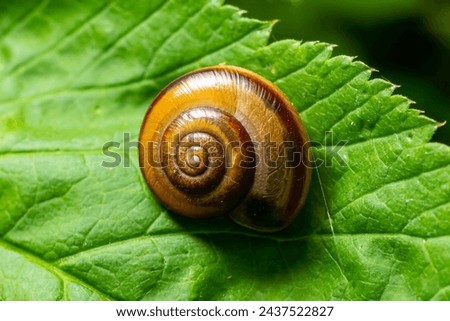 Oxychilus alliarius , commonly known as the garlic snail or garlic glass-snail. Royalty-Free Stock Photo #2437522827