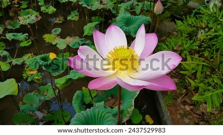 Beautiful pink waterlily or lotus flower in pond during sunny day