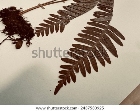 closeup photo of some very old plants and ferns stored in the national herbarium of IRAQ