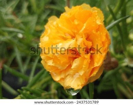 yellow flower background in the garden