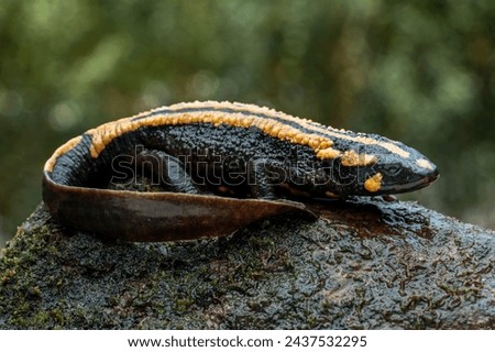 The Laos Warty Newt (Laotriton laoensis) or Laos Salamander is a species of salamander native to Laos, Southeast Asia.