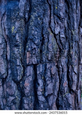 Tree Trunk Texture details symmetry at Nairobi Arboretum 