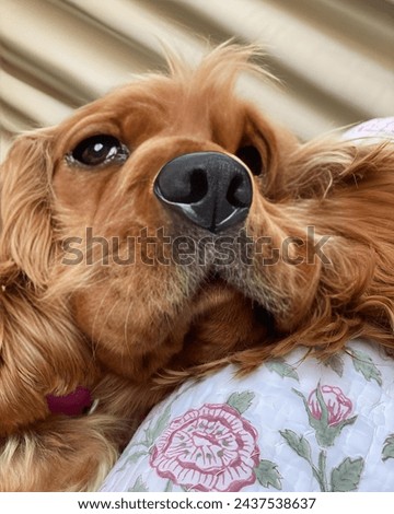 Close-Up of Adorable Golden Cocker Spaniel Resting - Dog Lovers, Pet Photography