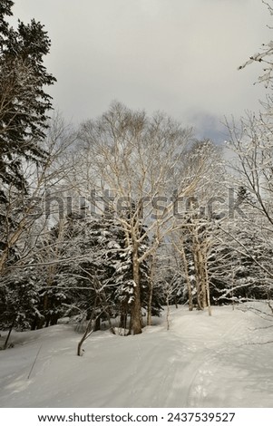 winter in snow forest hokkaido japan . High quality photo