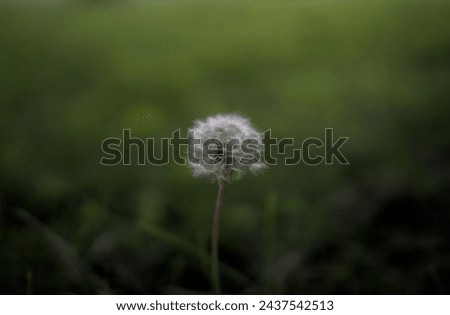 a close up picture of a dandelion with a  blurry green background.