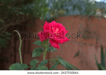 a picture of a beautiful rose in my garden 