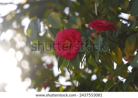 Close up detail of a camellia flower in a big camellia plant tree during a sunny summer morning. Beautiful flowers.