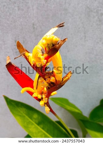 Stunning close-up of Heliconia hirsuta yellowish reddish flower isolated with details ultrahd hi-res jpg stock image photo picture selective focus vertical background side or straight ankle view 