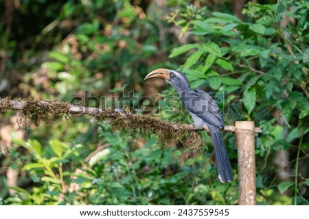beautiful photograph of two pair malabar grey hornbills perched dead tree birds sanctuary green  background blur wallpaper dense forest jungle woods india tamilnadu kerala ecotourism long beak prey