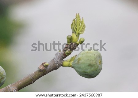 buds and raw fig fruit on a branch of a fig tree Royalty-Free Stock Photo #2437560987