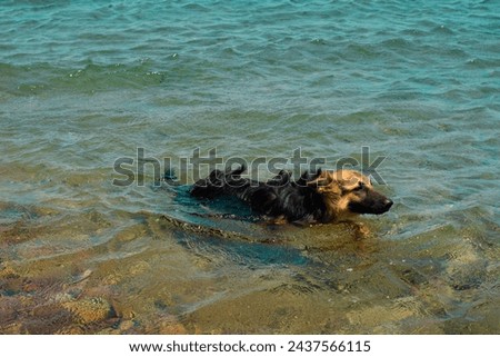 a dog swimming in the red sea, Dahab, Egypt