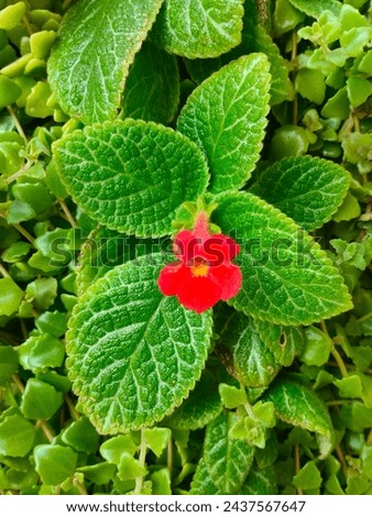Stunning close-up of Episcia cupreata(Flame violet plant) with details ultrahd hi-res jpg stock image photo picture selective focus vertical background top or aerial ankle view blurred background 