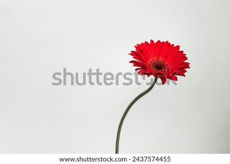 Curved red gerbera flower on a white background.Place for text.
