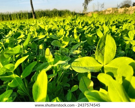 Alfalfa alfalfa field, shiny alfalfa, bright, greenery,alfalfa under sunny sky