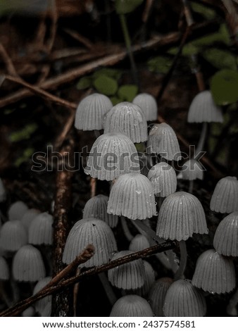 A white mushrooms in the forest