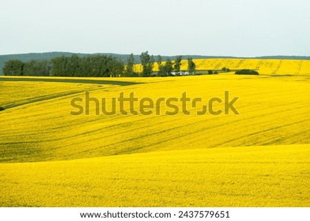 Landscape with yellow rapeseed fields in the Moravian region, in Czech Republic Royalty-Free Stock Photo #2437579651