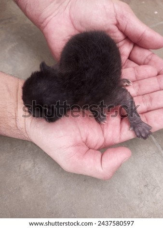 Little Baby Cat in hand. Black kitten in hand, carrying cats baby in your hand