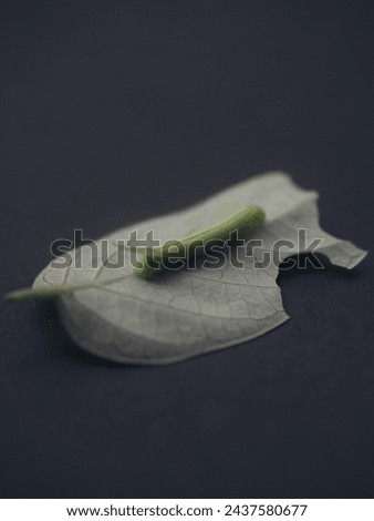 Caterpillars eat leaves on a black background