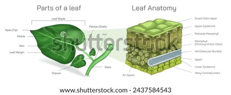 Parts of leaf and cross section of leaf vector. Types of stipules in leaf. Botany and its branches students study material. Anatomy and cross section image. Illustrated guide to leaf anatomy. 
