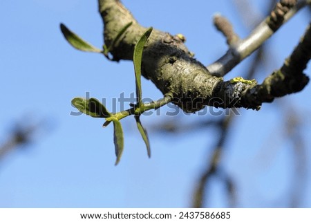 Mistletoe growing on an apple tree branch. A young plant, a semi-parasite of plants that weakens trees.