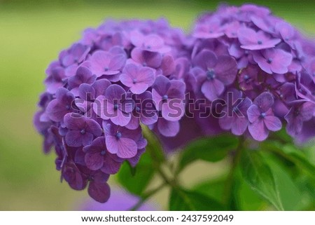 Purple flowers are absolutely stunning! They come in various shades of purple, from deep and rich hues to lighter and more delicate tones. They add a pop of color to any garden or bouquet. Royalty-Free Stock Photo #2437592049