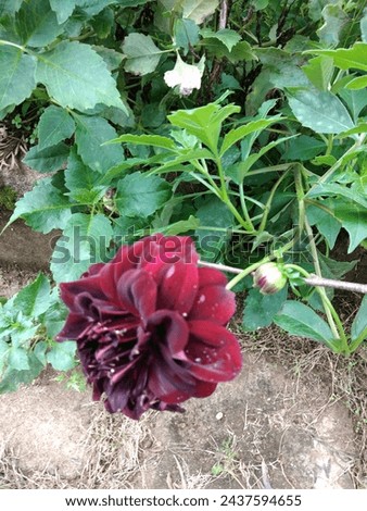 Flower in maroon nice and beautiful can find  in sri lanka fresh looking flower in upcountry 