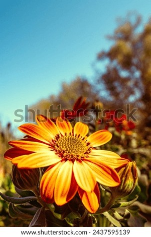 Royalty-Free photo: gazania, flower, flowers, bright, orange, ornamental plant, orange color, plant, petal, nature, growth