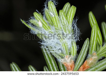 Balsam twig aphid or Silver fir aphids (Mindarus abietinus) feeding on cause damage twisted and curled needles on silver fir (Abies alba) and other conifers.