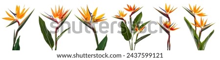 Collection set tall stalk bunch of crane Strelitzia Reginae bird of paradise flower floral on white background cutout file. Mockup template artwork graphic design	
 Royalty-Free Stock Photo #2437599121