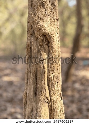 Tree Trunk in a Forest with Blurred leaves in Background. Portrait tree picture with brown barks and canters.
