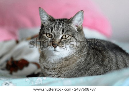 Gray tabby cat lying on the bed close-up. Gray striped cat resting on the bed.  Royalty-Free Stock Photo #2437608787